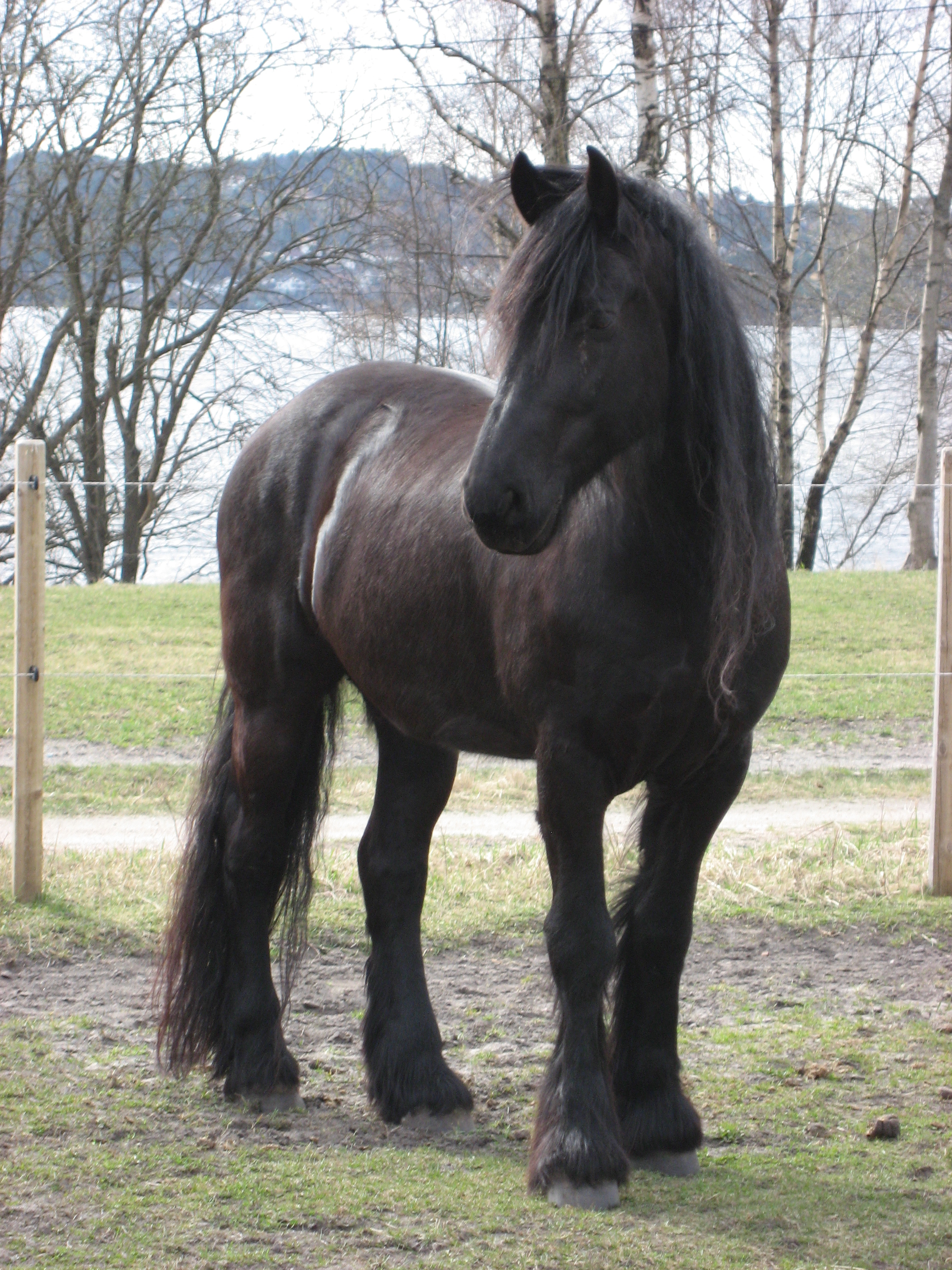 Frisian_Horse